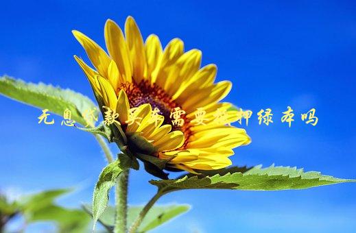 沒綠本車可以抵押嗎(抵押車沒綠本可以報廢處理嗎)? (http://m.tony-an.com/) 知識問答 第1張
